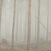 Misty forest by djepie