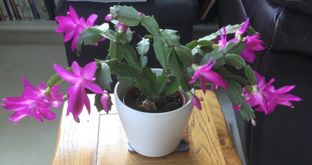 Another Christmas Cactus by foxes37