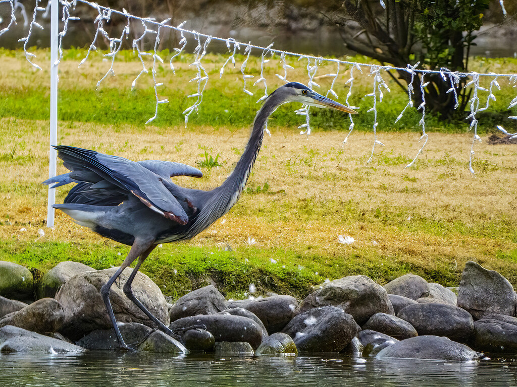 GBH with Christmas Lights by k9photo