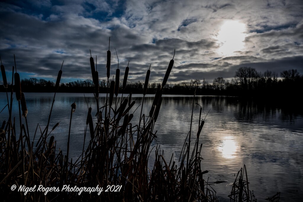 Bull Rushes by nigelrogers