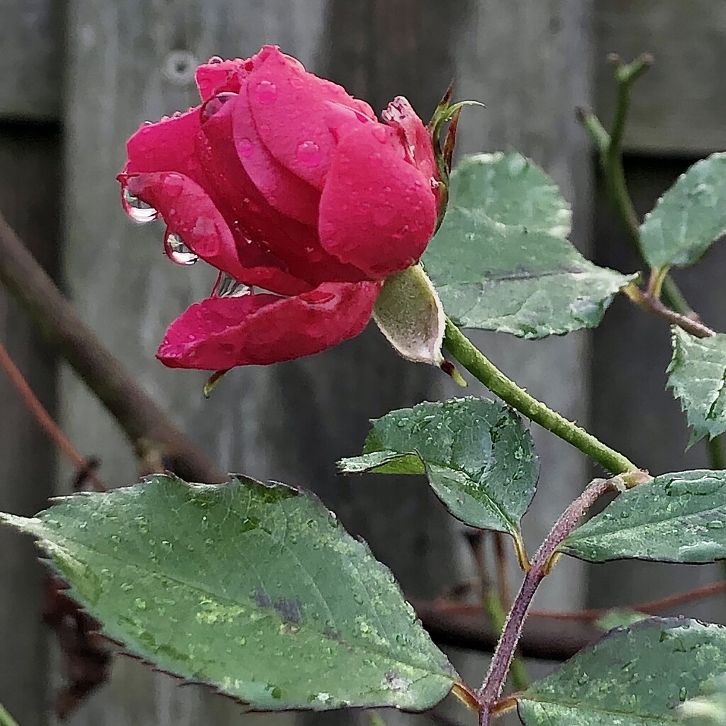 Droplets on a rose by jacqbb