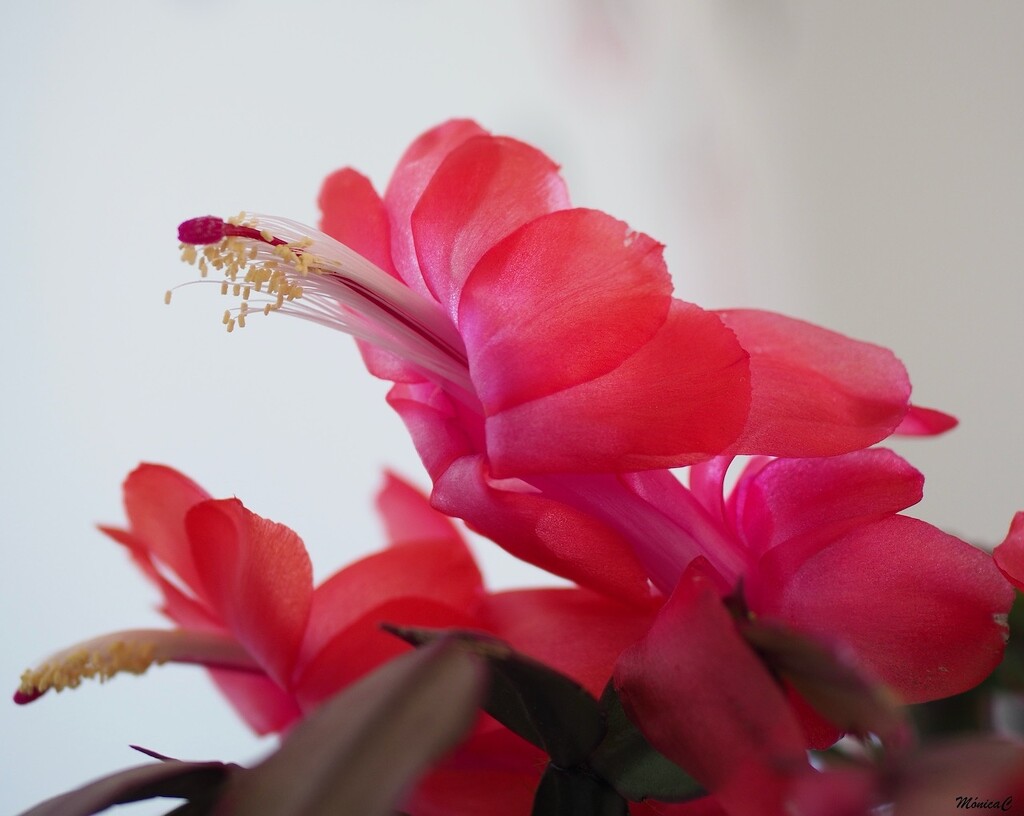 Christmas cactus by monicac
