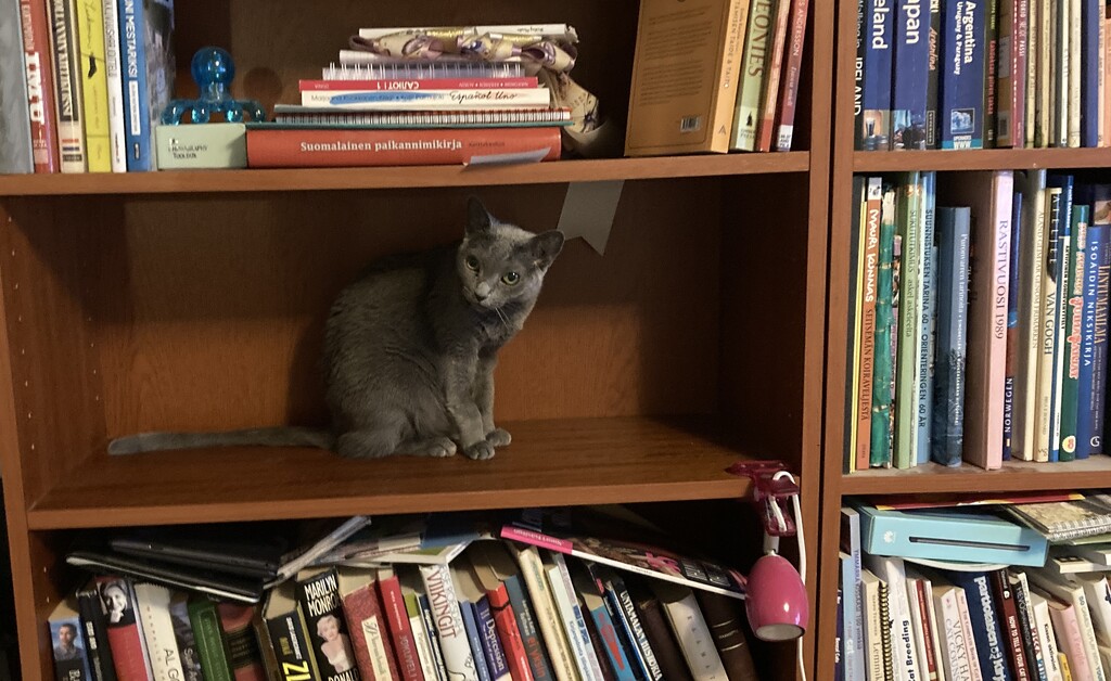 Bookshelf kitty by katriak