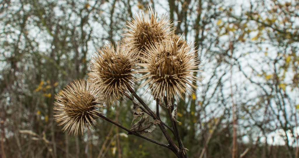 Seedheads from the burdock plant by busylady
