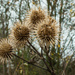Seedheads from the burdock plant by busylady
