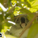 nose pattern identification by koalagardens