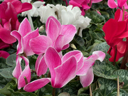 11th Dec 2021 - Beautiful Cyclamen