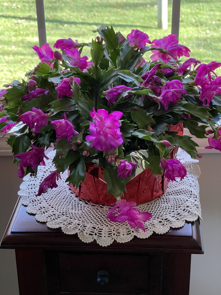 Our Christmas Cactus by essiesue
