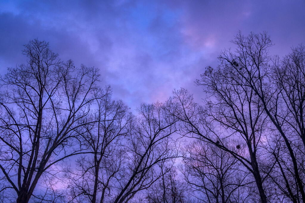Sunrise Through the Trees by kvphoto