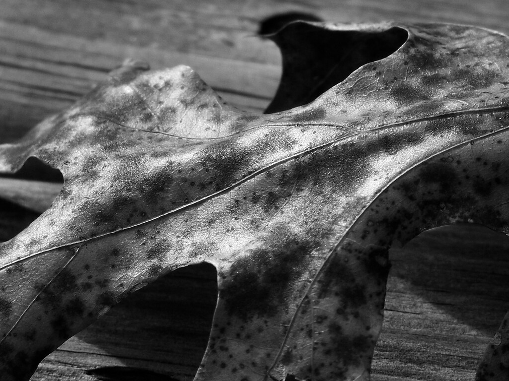 Pin oak leaf... by marlboromaam
