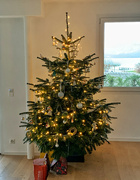 14th Dec 2021 - Christmas tree done ! 
