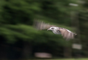 1st Nov 2021 - Tried panning with this gull