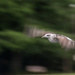 Tried panning with this gull by creative_shots