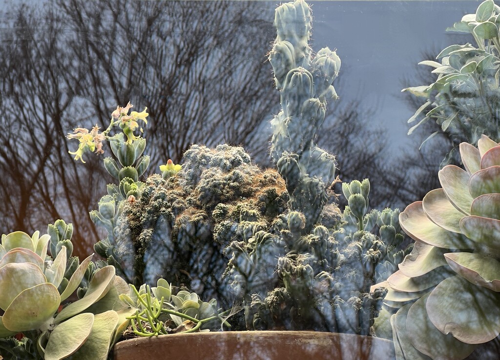 Plants & reflections by amyk