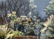 12th Dec 2021 - Plants & reflections