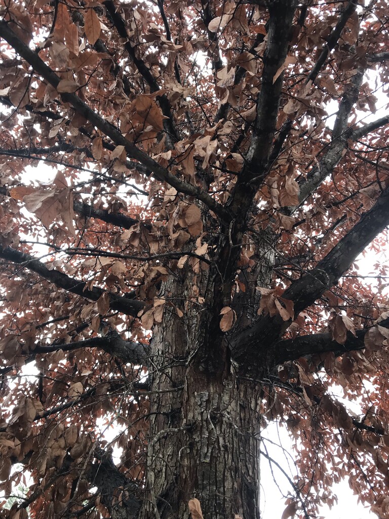 Oglethorpe Oak by gratitudeyear