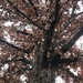 Oglethorpe Oak by gratitudeyear