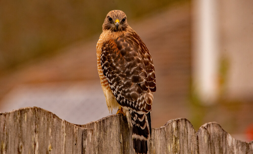 Red Shouldered Hawk Giving Me the Eye! by rickster549