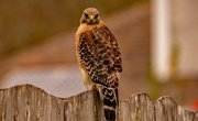 12th Dec 2021 - Red Shouldered Hawk Giving Me the Eye!