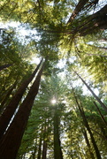 12th Dec 2021 - Coastal Redwoods