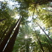 Coastal Redwoods by cwbill