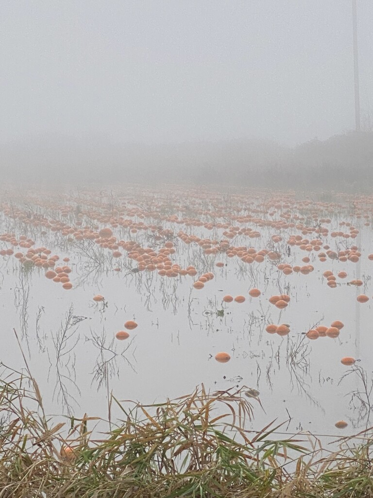 Pumpkins in flooded field by clay88