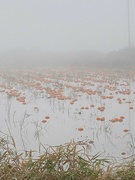 26th Nov 2021 - Pumpkins in flooded field
