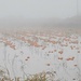 Pumpkins in flooded field by clay88