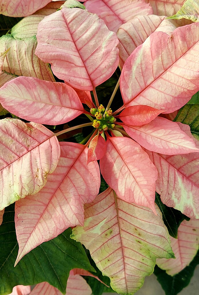 Poinsettia  Up Close  by harbie