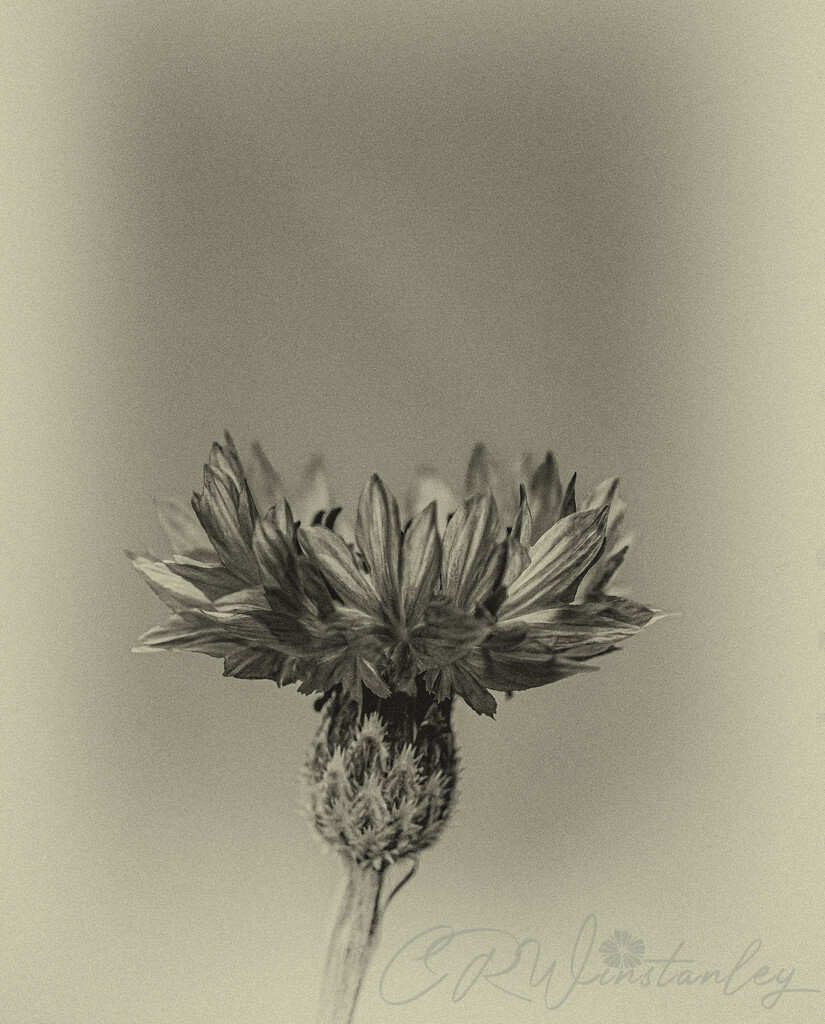 Cornflower by kipper1951