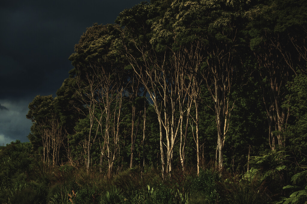 Trees with Storm Brewing #1 by nickspicsnz