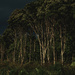Trees with Storm Brewing #1 by nickspicsnz