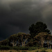 Trees with Storm Brewing #2 by nickspicsnz