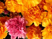 24th Jan 2011 - Carnations