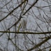 Little Egret  by arkensiel