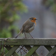 13th Dec 2021 - robin on the fence