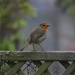 robin on the fence by quietpurplehaze