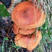 Fabulous Fungi.