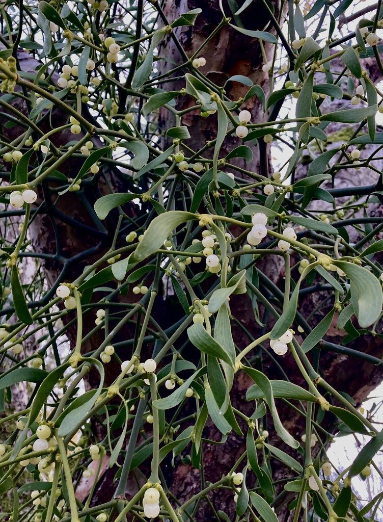 Mistletoe on Bramley  by sianharrison