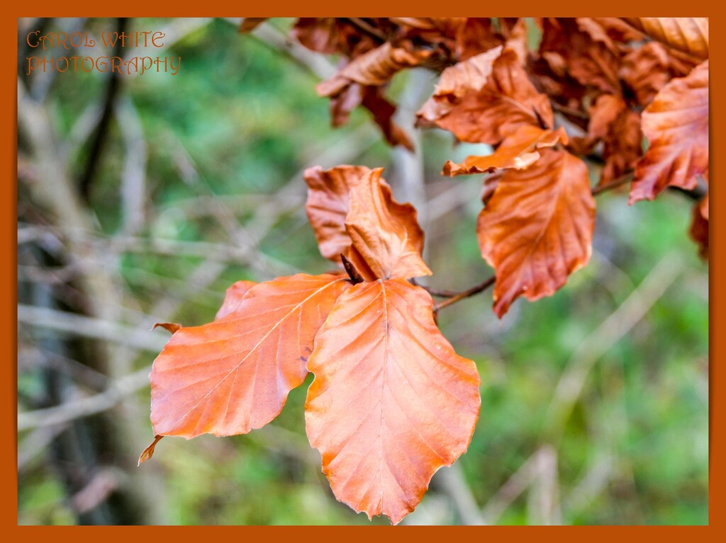 Birch Leaves by carolmw