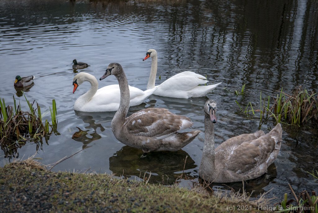 The cygnets are getting BIG! by helstor365