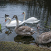 The cygnets are getting BIG! by helstor365