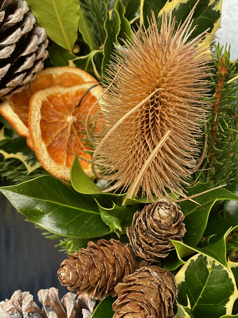 Teasel and Fir Cones by 365projectmaxine