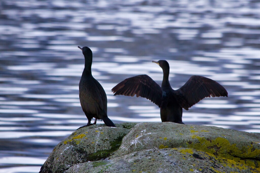 cormorants by okvalle