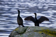 14th Dec 2010 - cormorants