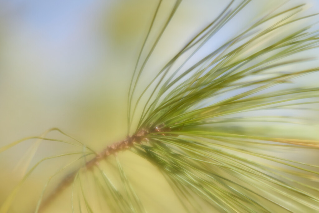 Wind Tossed Pine by gardencat