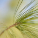 Wind Tossed Pine by gardencat