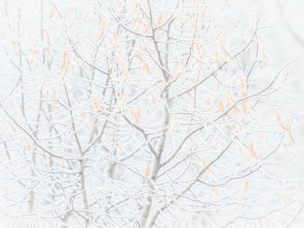 A winter impression by haskar