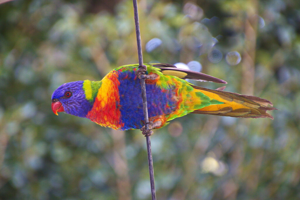 Kaleidoscope of Colours by terryliv