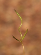 14th Dec 2021 - Carolina wild jasmine vine...